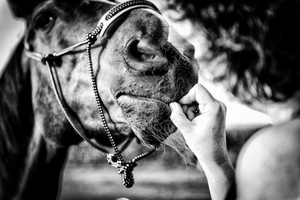 5dieren